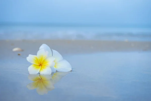 Close up yellow and white frangipani flower — Stock Photo, Image