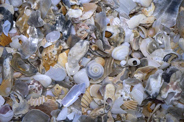 Close-up van schelpen op het strand — Stockfoto