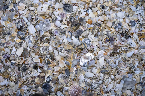 Close-up van schelpen op het strand — Stockfoto