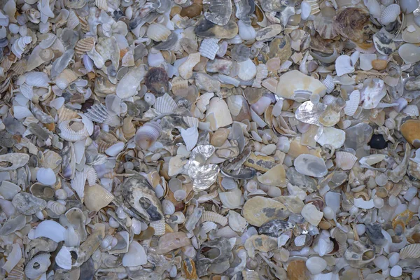 Närbild av skal på stranden — Stockfoto