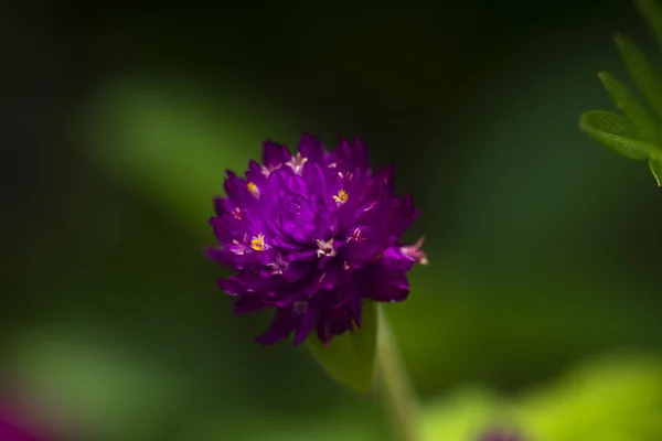 Zbliżenie globu Amaranth Flower. — Zdjęcie stockowe