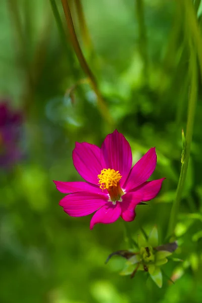 ぼかし背景にピンクのコスモスの花のクローズ アップ. — ストック写真