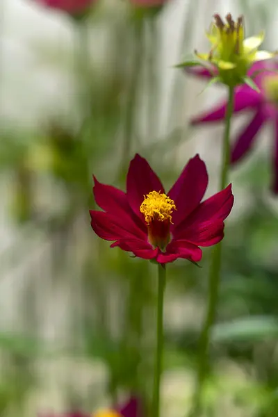 Närbild av rosa kosmos blomma i oskärpa bakgrund. — Stockfoto