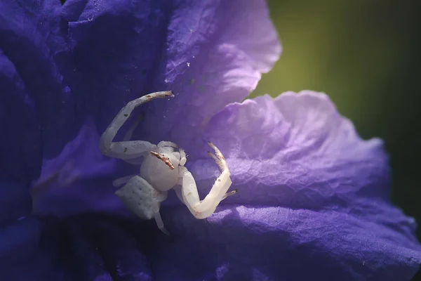 Araña blanca sobre pétalo violeta con luz, Macro image . —  Fotos de Stock