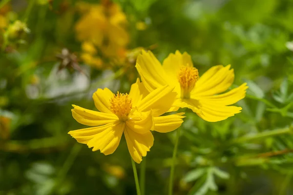 Flor cosmos amarelo brilhante florescendo . — Fotografia de Stock