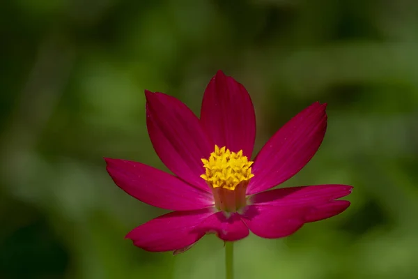Närbild av rosa kosmos blomma i oskärpa bakgrund. — Stockfoto