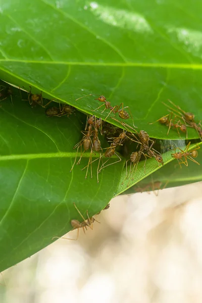 RAD karıncalar Birliği yaprak yuvaları inşa ediyorlar. — Stok fotoğraf