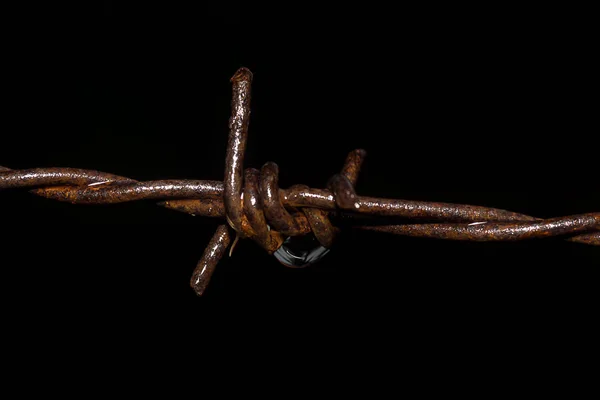 Primer plano de alambre de púas viejo con gota de agua —  Fotos de Stock