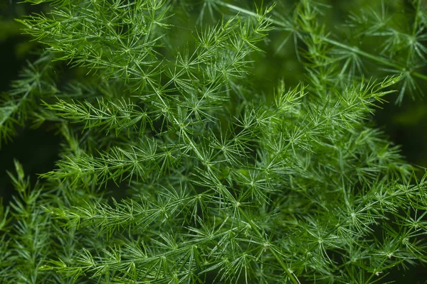 Close up de folhas verdes de Murraya siamensis Craib planta . — Fotografia de Stock