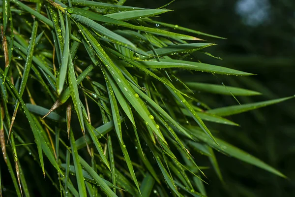 Su damlalı taze bambu yaprakları. — Stok fotoğraf