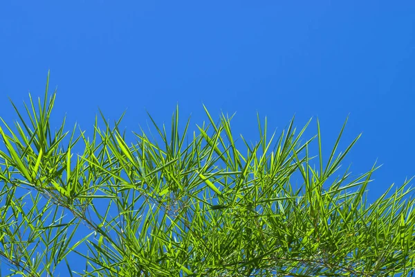 Folhas de bambu frescas — Fotografia de Stock