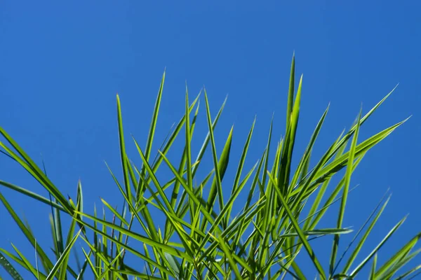Folhas de bambu frescas — Fotografia de Stock
