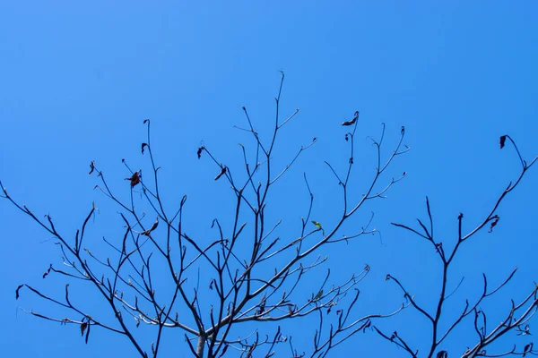 Close up branch of death tree with sky background. — Stock Photo, Image