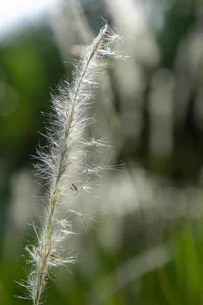 Närbild blady gräs blomma. — Stockfoto
