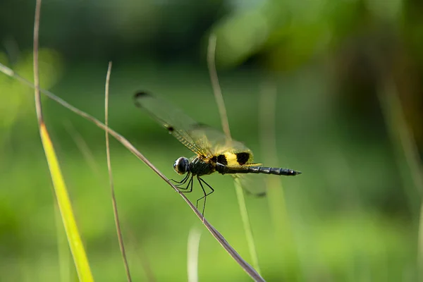 Dragonfly στην ξερά χόρτα — 图库照片