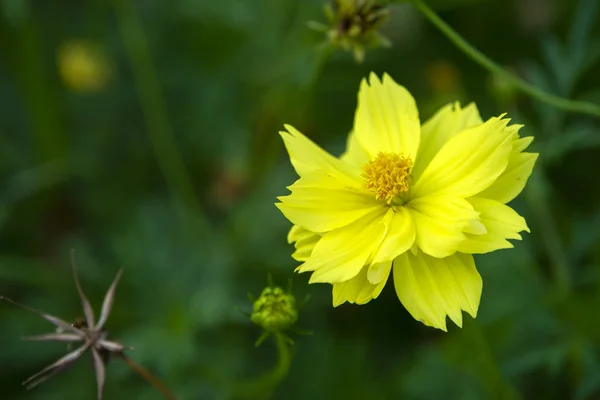 Nahaufnahme der gelben Kosmos-Blume im unscharfen Hintergrund. — Stockfoto
