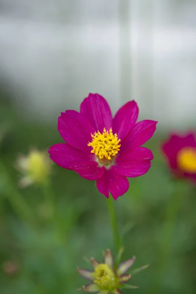 Close up de flor cosmos rosa em fundo borrão . — Fotografia de Stock