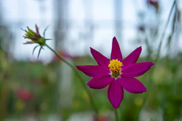 Pembe cosmos çiçek bulanıklık arka planda yakın çekim. — Stok fotoğraf