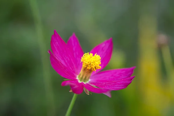 Gros plan de fleur de cosmos rose en fond flou . — Photo