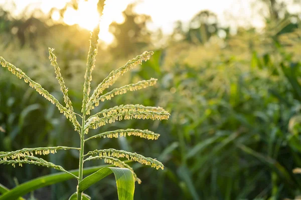 Primer plano polen de flor de maíz con luz solar — Foto de Stock