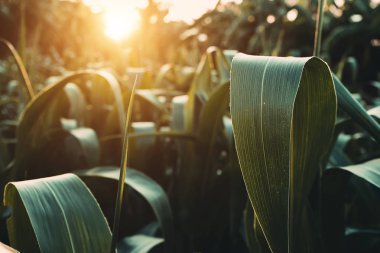 Güneş ışığı ile Tarım Çiftliği'nde mısır yaprakları kapatın. 
