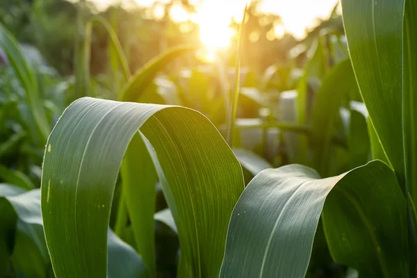 Cerrar las hojas de maíz en Agricultura Granja con luz solar . — Foto de Stock