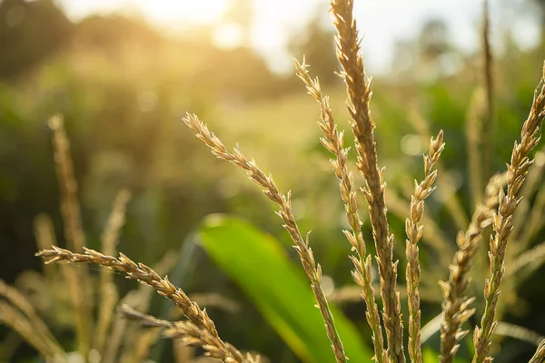 Primer plano polen de flor de maíz con luz solar — Foto de Stock