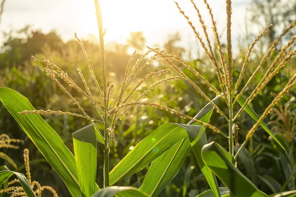 Primer plano polen de flor de maíz con luz solar — Foto de Stock