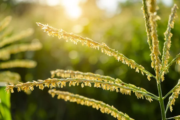 Közelről pollen a kukorica virág napfény — Stock Fotó