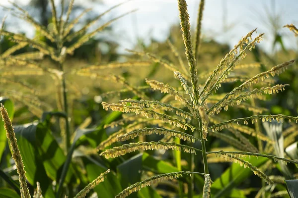 Primer plano polen de flor de maíz con luz solar — Foto de Stock