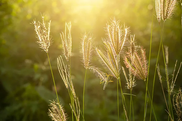 Опухшая трава пальца с солнечным светом на фоне размытия . — стоковое фото