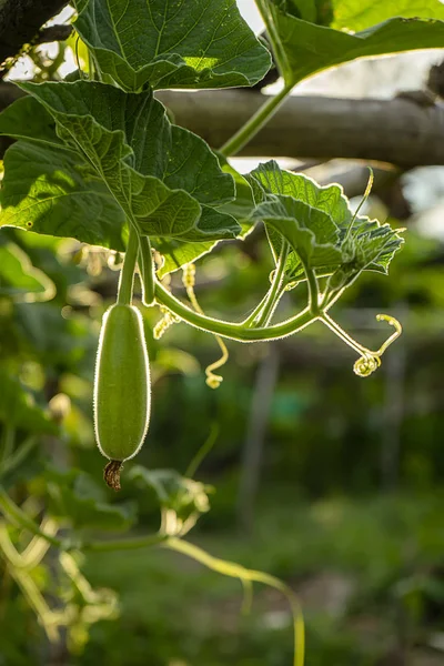 Fresh healthy green winter melon. — Stock Photo, Image