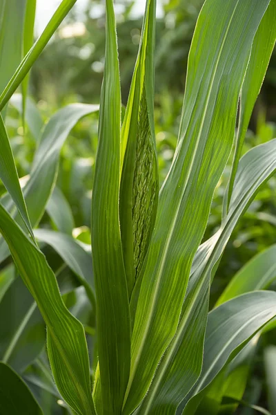 Close up the flower of corn with leaves — Stock Photo, Image