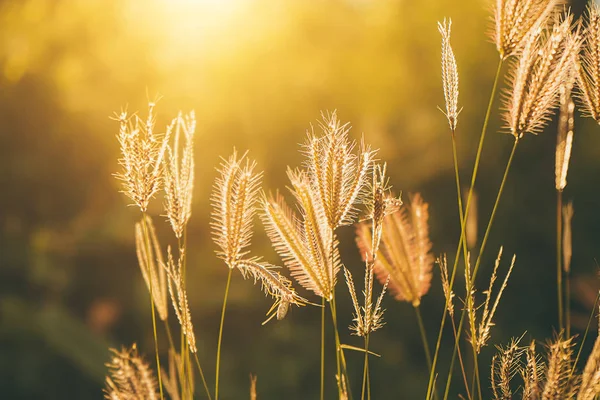 Gazon gonflé doigt avec la lumière du soleil en arrière-plan flou . — Photo