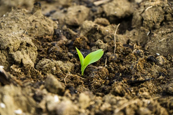 Young corn plants in agricultural plots