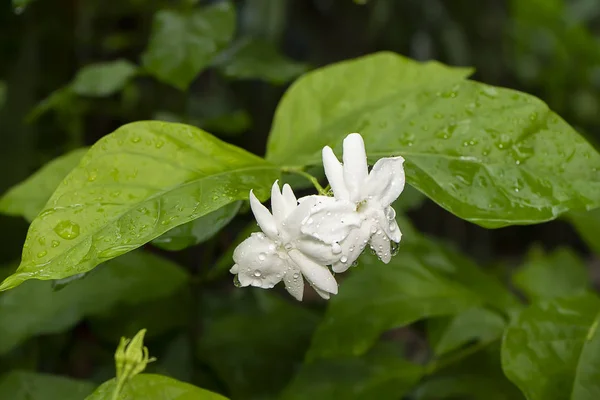 Gros plan de fleur de jasmin blanche — Photo