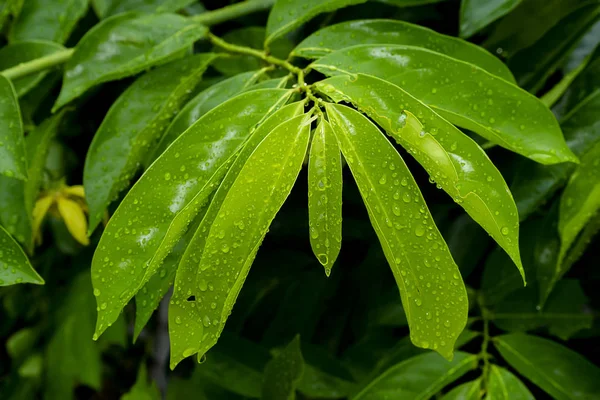 Folhas perfumadas de trepadeira ylang-ylang . — Fotografia de Stock