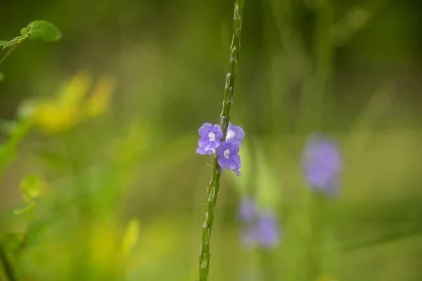 Flor de té brasileño en rama con fondo borroso . — Foto de Stock