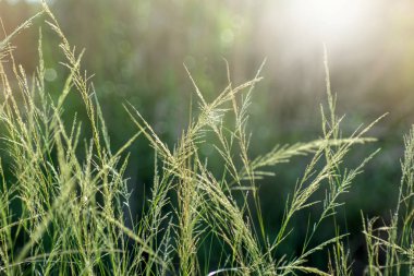 Çimen çiçeğini kapat..