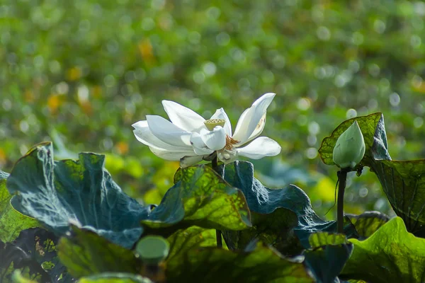 Schöne weiße Lotusblume am Morgen mit Licht. — Stockfoto