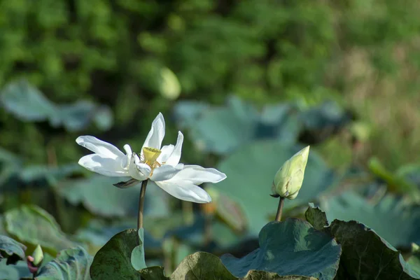 Beautiful white lotus flower in the morning with light. — Stock Photo, Image