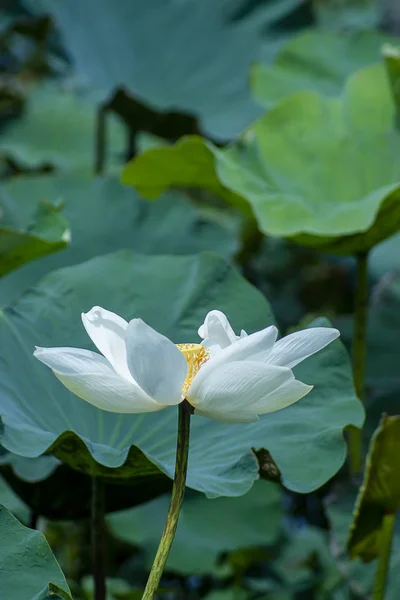 Bellissimo fiore di loto bianco — Foto Stock