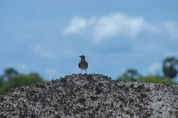 Yerde Oryantal Pratincole kuş. — Stok fotoğraf