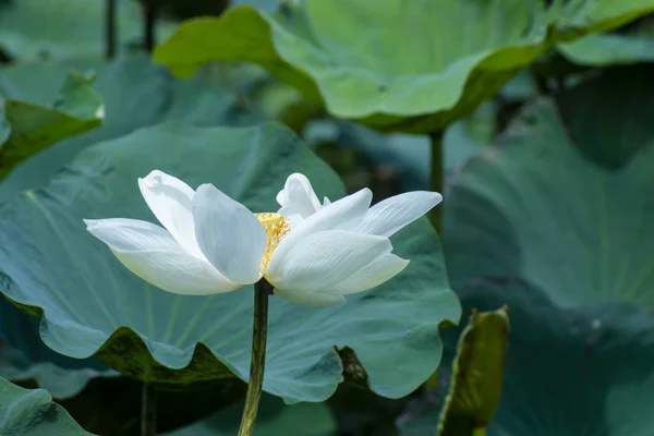 Bellissimo fiore di loto bianco — Foto Stock