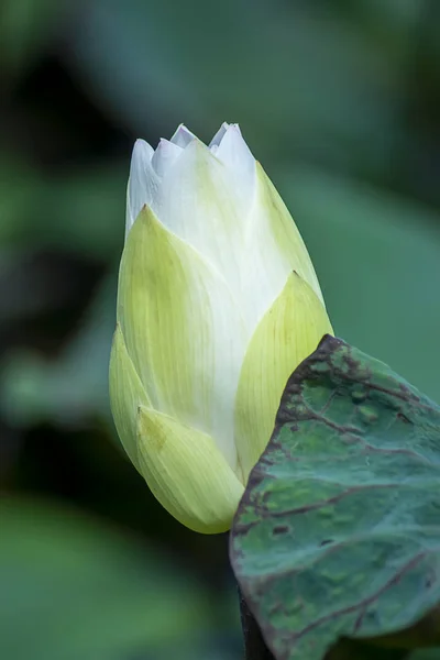 Bellissimo fiore di loto bianco — Foto Stock