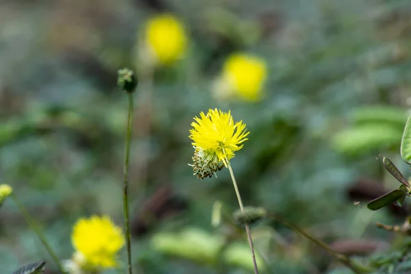 Cerca de polen flor amarilla de la planta sensible al agua . —  Fotos de Stock