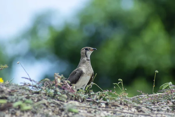 Orientalny pratincole ptak na ziemi. — Zdjęcie stockowe