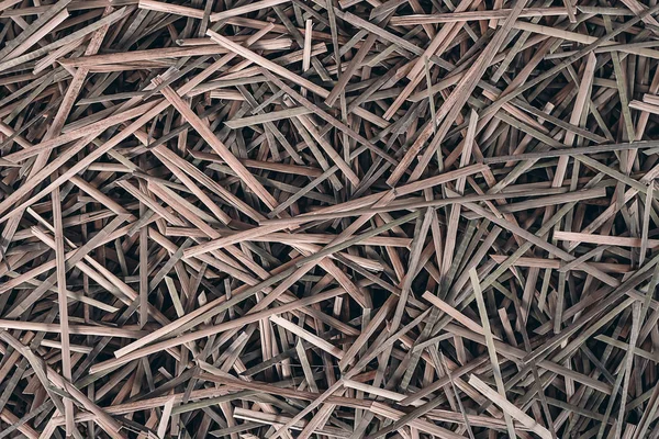 Close up de planta sedge seca — Fotografia de Stock