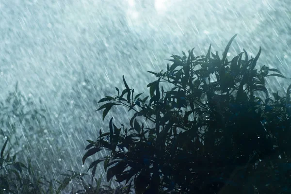 Silhouettenpflanze im Regenfall mit Licht. — Stockfoto