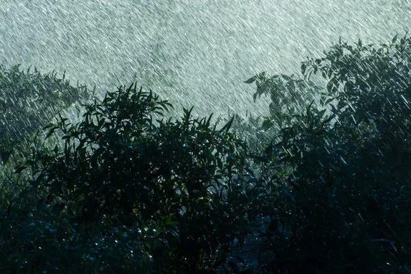 Silhouet plant in de regen val met ight. — Stockfoto